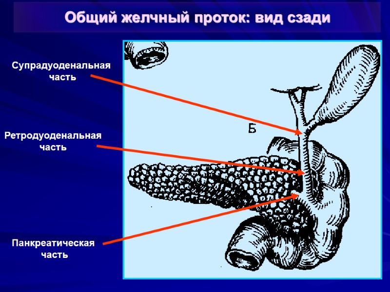 Супрадуоденальная  часть Общий желчный проток: вид сзади Ретродуоденальная часть Панкреатическая  часть